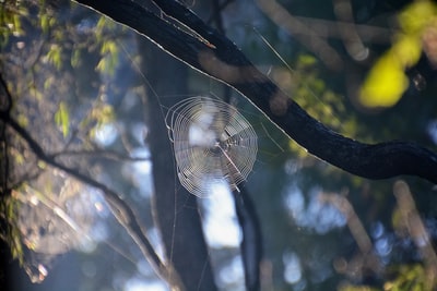 Brown branches during the day on a spider's web
